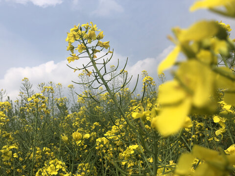 油菜花