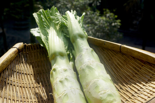 茎用芥菜蔬菜棒菜