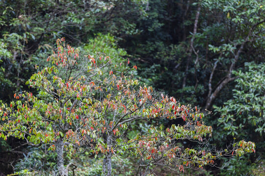 南岭国家森林公园高山秋色