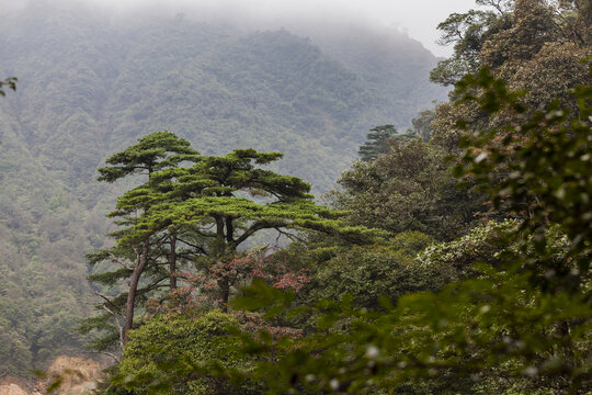 广东南岭高山森林植被