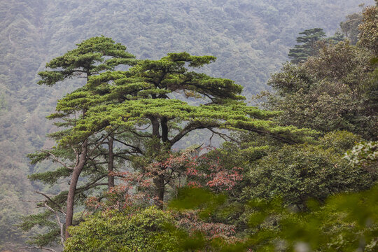 广东南岭高山森林植被