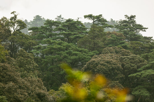 南岭国家森林公园小黄山植被