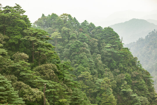 南岭国家森林公园小黄山植被