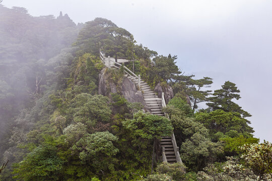 南岭国家森林公园小黄山植被