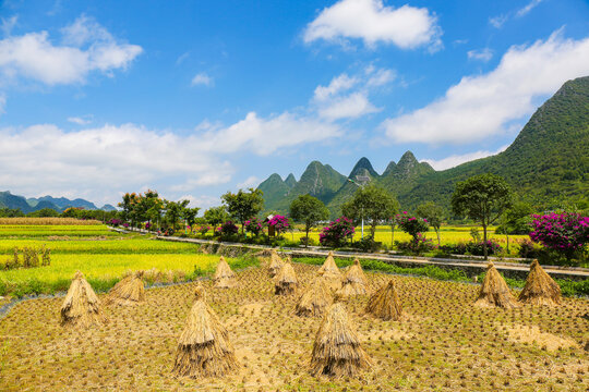 万峰林稻草田