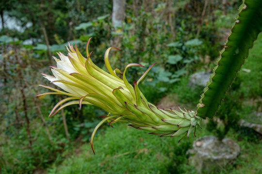 火龙果花