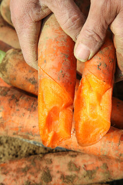 地里的现挖胡萝卜