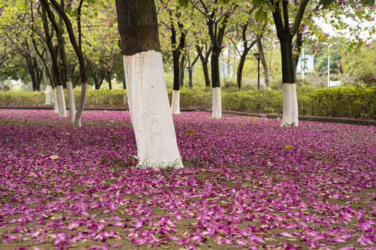 满地的紫荆花瓣