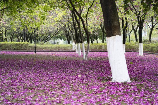 一地的紫荆花花瓣