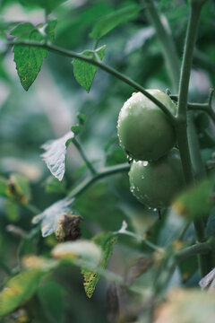 菜园子未成熟得西红柿