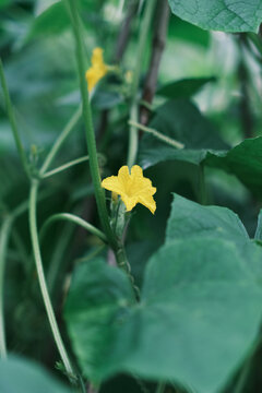 菜园子开花的小黄瓜