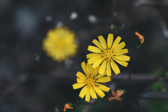 黄色小花特写