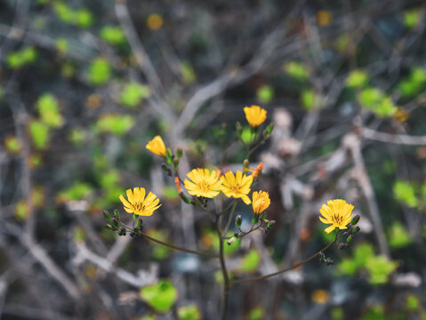 黄色小花特写