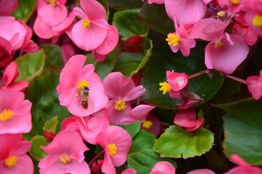 蜜蜂采蜜