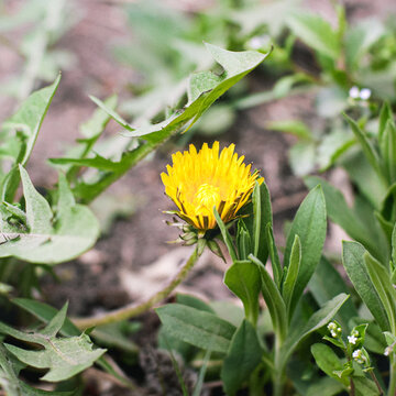 小黄花