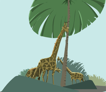 长颈鹿与椰子树
