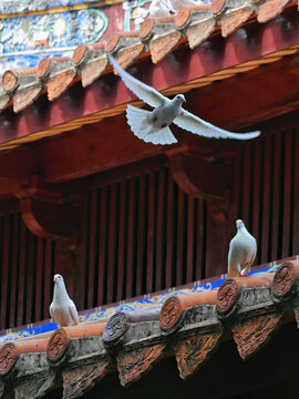 泉州寺庙鸽子