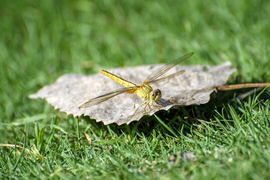 草地上的蜻蜓特写
