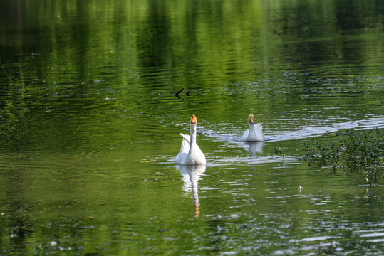 水中游泳的白天鹅