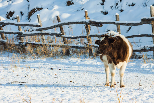 冬季乡村养牛