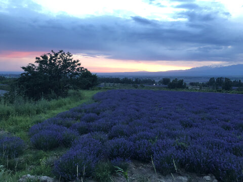 夕阳薰衣草原野