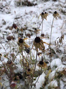 雪中枯花