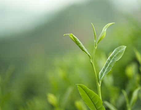 春天的茶叶新芽