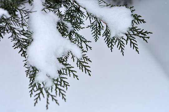 雪景