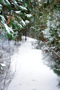 雪景