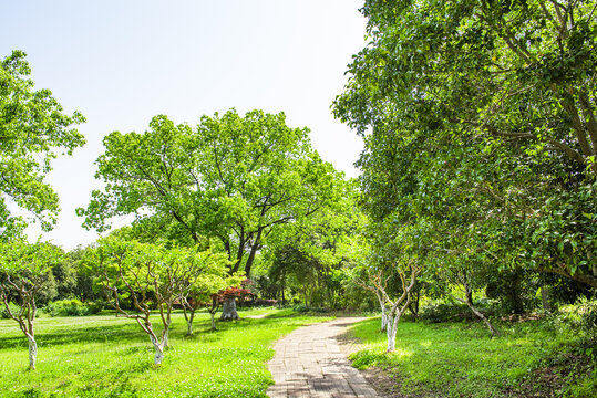 树林小路