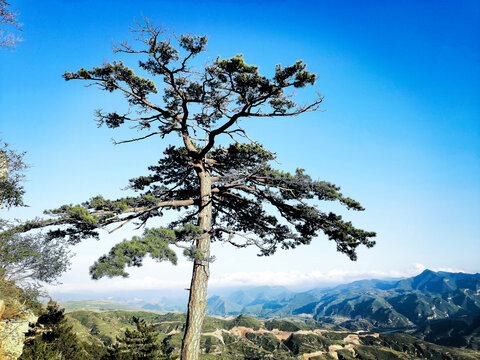 松树
