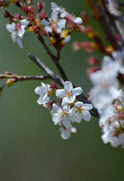 白樱花