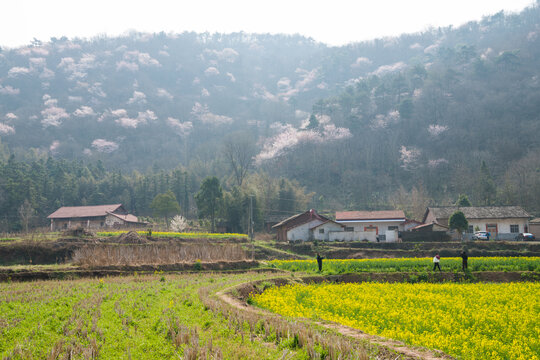 山花烂漫