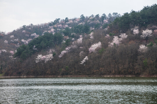 山花烂漫