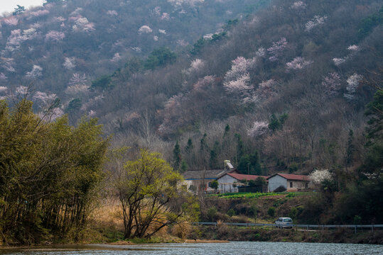 山花烂漫