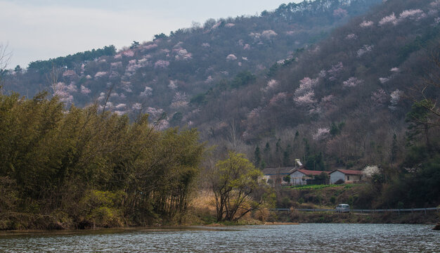 山花烂漫