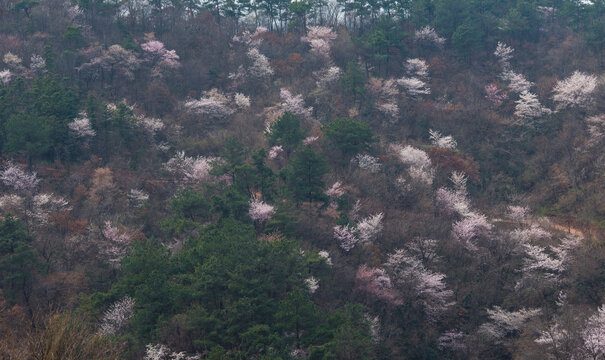 山花烂漫