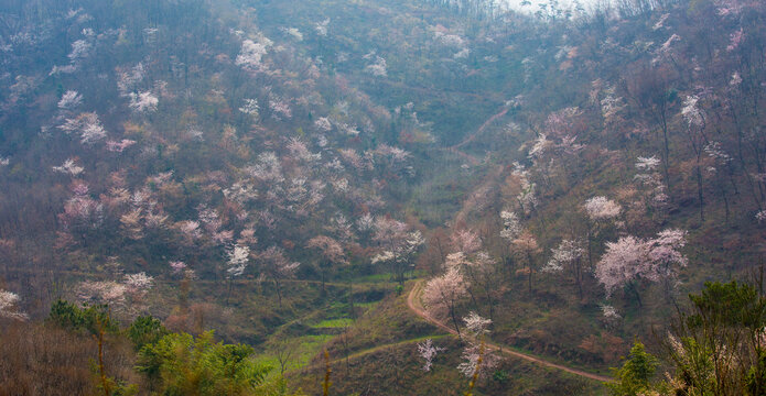 山花烂漫