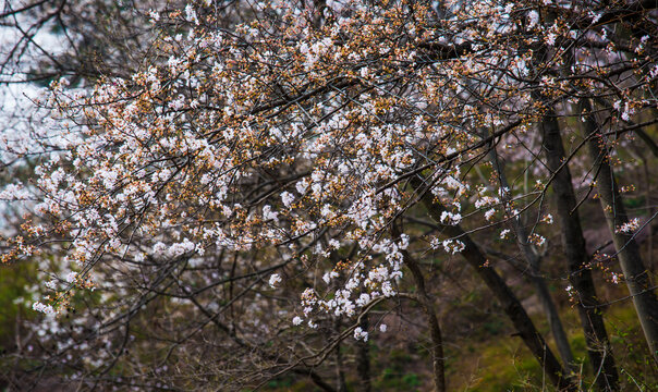 樱桃花