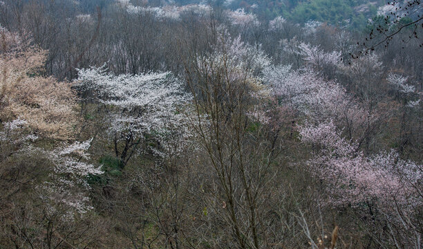 山花烂漫