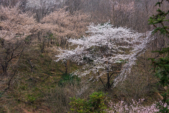 山花烂漫