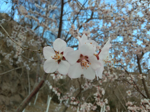 桃花