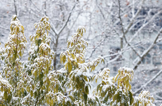 雪景