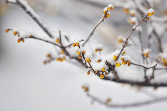 雪压枝头