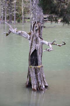 湖面中的枯树