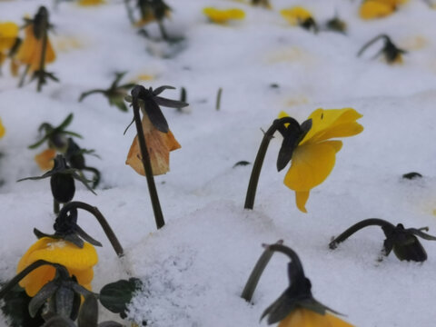 雪白花黄