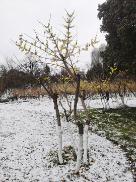冬日腊梅树