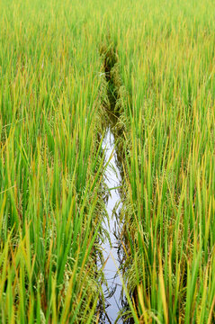 水稻近景