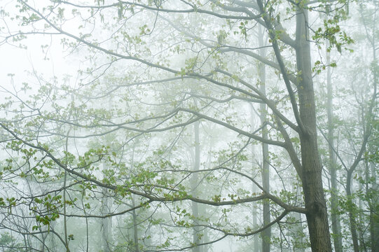 薄雾中的树枝