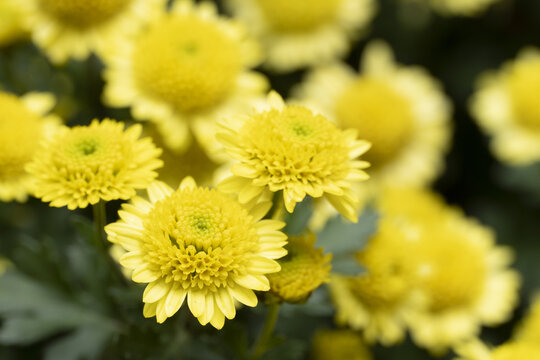 杭州植物园菊花展